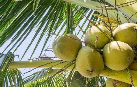 椰子种植的注意事项