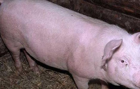 生猪多大出栏养殖效益最大？