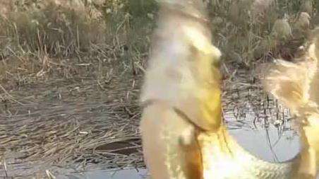 四月钓鱼的技巧及多久？