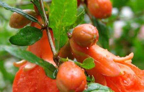 石榴树什么时候开花？