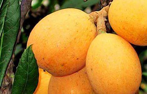 大果枇杷的种植栽培技术