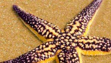 海星吃什么食物 海星的捕食多久？