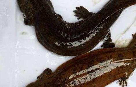 大鲵的发病原因？