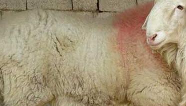 小尾寒羊和波尔山羊哪个效益最好？