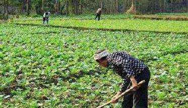 油菜施肥量与油菜施肥技术要点