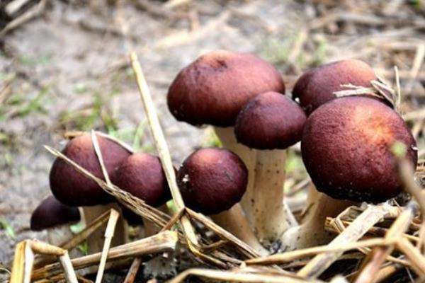 种大球盖菇前景如何 种大球盖菇效益好吗?