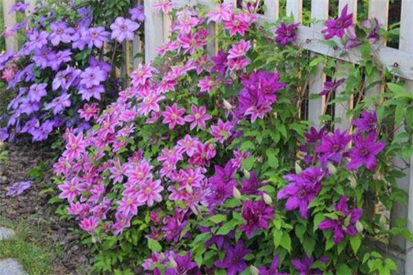 铁线莲僵苗处理方法 需要注意什么？