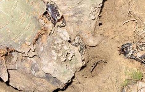 养殖螃蟹常见问题