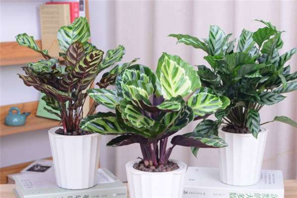 孔雀竹芋多久浇一次水 浇水方法是什么？