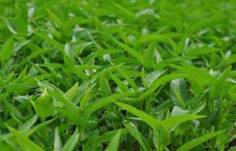空心菜育苗技术要点