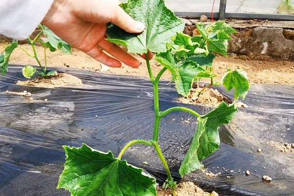 盆栽黄瓜用什么肥料好 施肥要点有哪些？