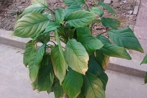 花卉浇水过多怎么补救 具体方法是什么？