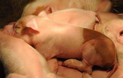 猪大肠杆菌病防治多久？