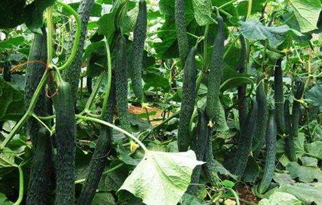 夏季黄瓜种植注意事项