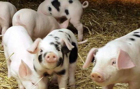 生猪多大出栏养殖效益最大？