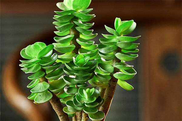 移栽多肉植物注意事项 要浇水吗？