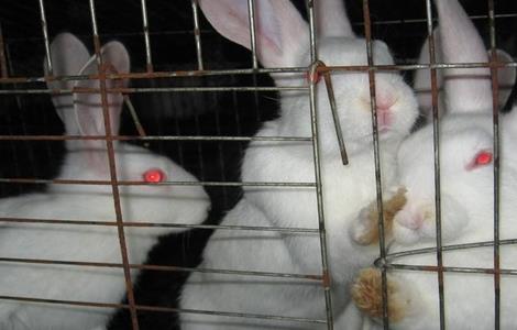 兔子养殖中暑怎么办？