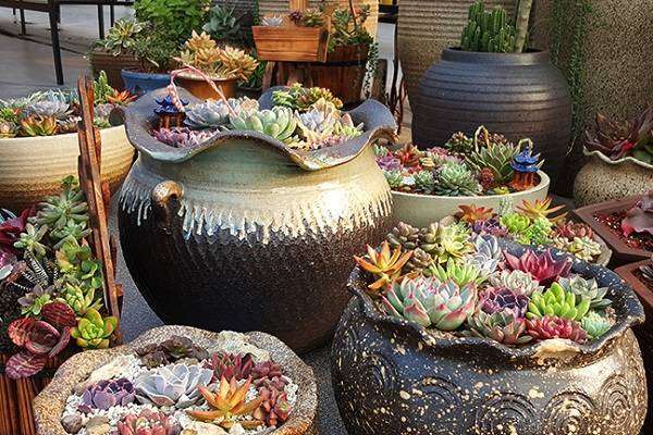 如何让多肉快速上色 需要做好那几点