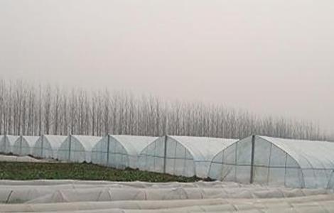 蔬菜大棚建设注意事项