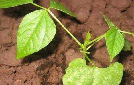 扁豆怎么样快出苗