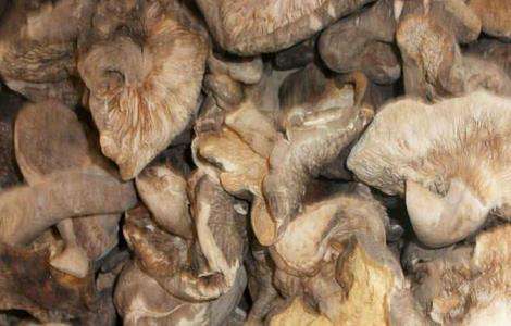 香菇畸形的原因及防治措施