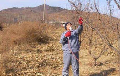 李子要怎么进行修剪