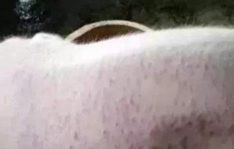 仔猪渗出性皮炎怎么防治