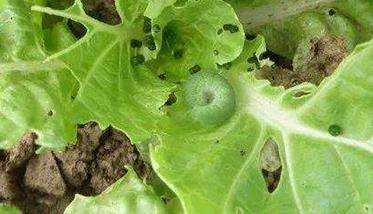 大白菜病虫害防治:白菜病毒病、霜霉病等