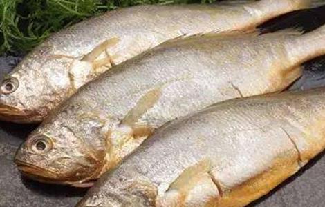 黄花鱼养殖管理