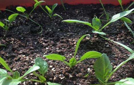 菠菜播种出苗率低怎么办?