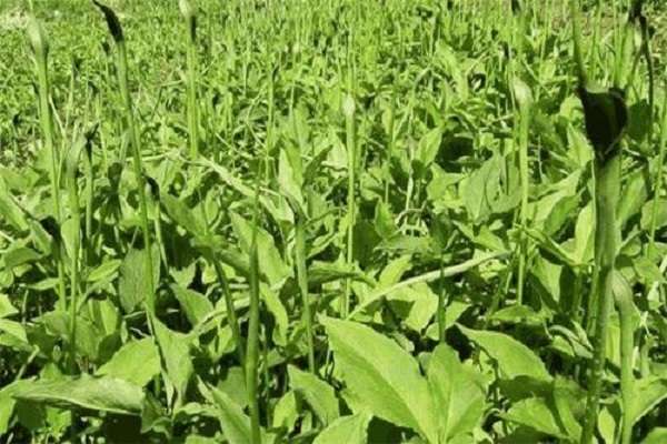 半夏是什么植物 半夏的种植多久?