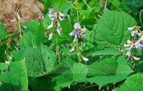 凉薯种植注意事项