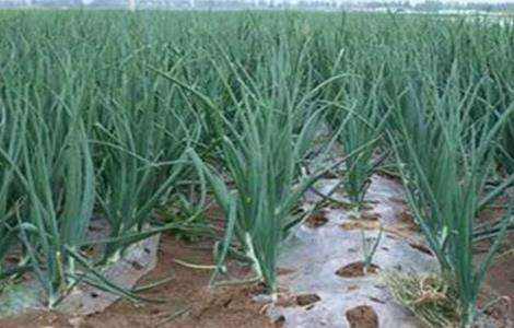 地膜洋葱定植技术