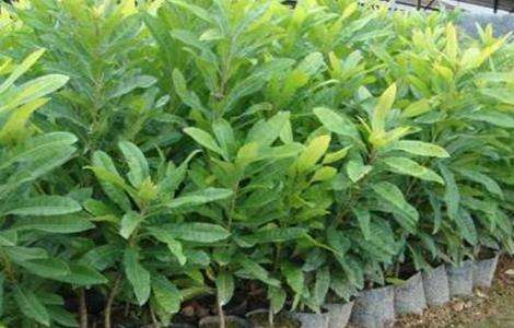 杨梅的繁殖多久？