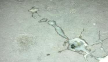 小鸡拉白屎是什么原因 怎样预防和防治鸡拉白屎