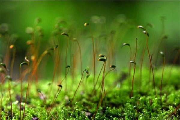 植物的六大器官有哪些 作用是什么?
