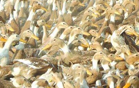 肉鸭养殖如何节省饲料？