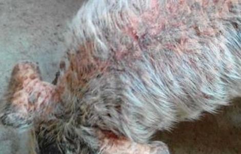 仔猪渗出性皮炎怎么防治
