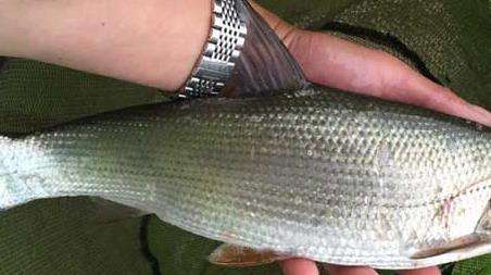 钓黄尾鱼的技巧及注意事项