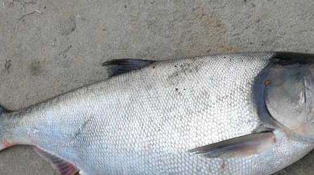 鲢鳙钓组安装方法有哪些？