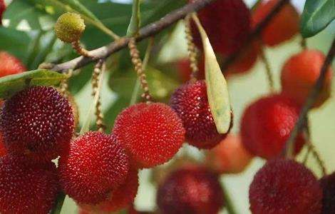 杨梅的繁殖多久？