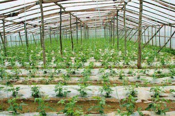 反季节大棚蔬菜种植技术