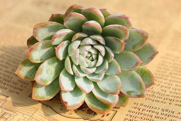 无根多肉怎么种植 具体方法是什么？