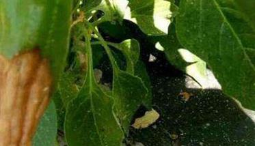 辣椒软腐病的症状有哪些 如何防治？