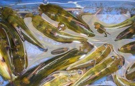 黄颡鱼养殖注意事项