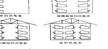 规模化獭兔养殖场设计方案 獭兔的养殖技术