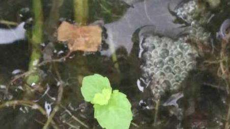 钓黄鳝找洞教程及作钓技巧