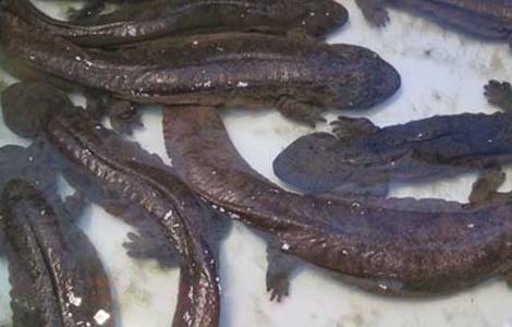 大鲵的发病原因？