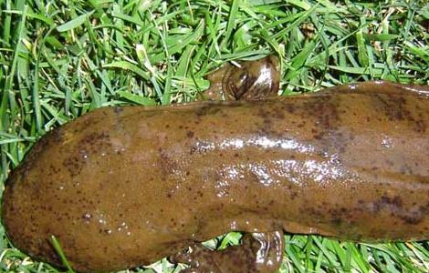 大鲵的发病原因？