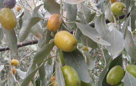 羊奶果产地在哪里？